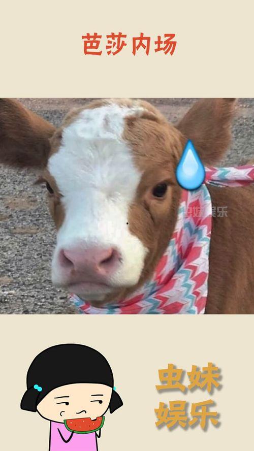 娱乐吃瓜的抖音号